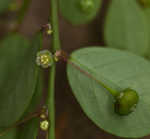 Muscarene Island leaf-flower